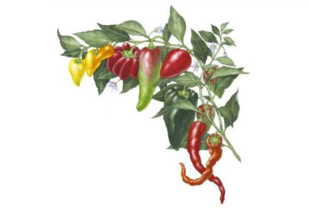 All About Growing Peppers Image